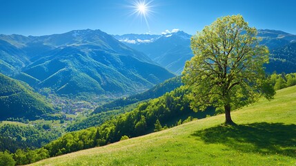 Single Tree on a Green Hillside Overlooking a Mountain Valley