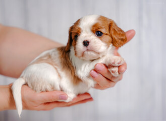 small cute Cavalier King Charles Spaniel puppy on a light background