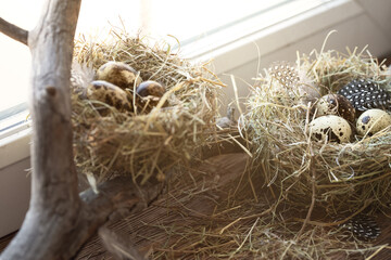 Atmospheric Easter set. Two symbolic birds nests with small spotty eggs among branch and hay on windowsill.