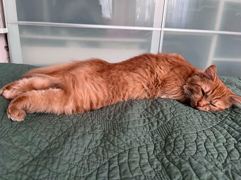 The orange cat is stretched out, sleeping lying on the couch