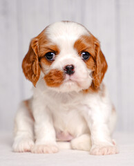 small cute Cavalier King Charles Spaniel puppy on a light background