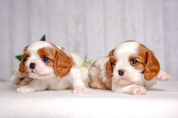 small cute Cavalier King Charles Spaniel puppy on a light background