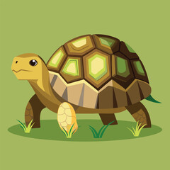 tortoise vector