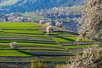Spring landscape in Slovakia, in the region of Polana in Hrinova. Fields and meadows with blooming cherries. Unique ecological land management. © Ivan