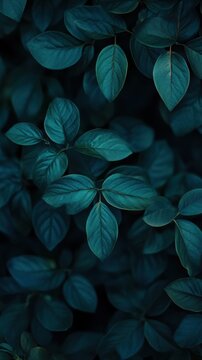 background thick leaves dark green color