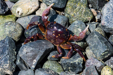 A close-up capture of a vibrant crab moving over colorful rocks on a beach, showcasing the richness of marine life and the intricate details of its natural habitat.