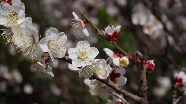 梅の花