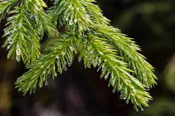 Close-up view of dewdrops glistening on lush green evergreen pine needles, illustrating the...