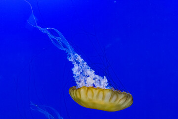 An elegant jellyfish floats gracefully in a vibrant blue ocean, capturing the mesmerizing beauty and mystique of marine life in its natural habitat.