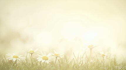 Soft Light on Daisies in a Spring Field