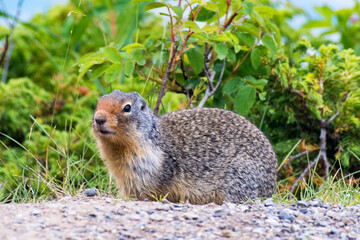 A charming marmot sits in its lush green habitat, portraying the beauty of wildlife and the importance of protecting natural ecosystems for future generations.