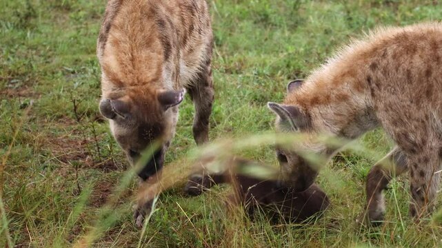 Precocious little hyena pup runs out of den but is turned around by mom