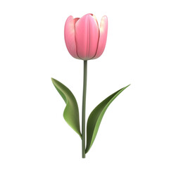 Fototapeta premium Pink Tulip Flower Bloom Spring Nature Botanical,