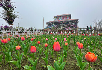 Red Tulips in Full Bloom