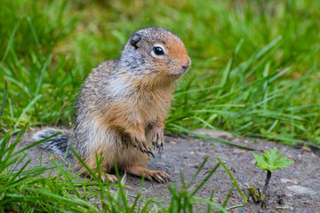A small and adorable squirrel stands on its hind legs amidst vibrant green grass, showcasing its curious nature and charm, perfect for wildlife photography.