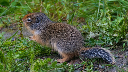 A small, furry animal is seen playfully exploring its grassy habitat, reflecting the charming essence of wildlife and the beauty of nature in a serene environment.