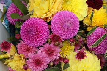 pompom pink dahlias look spectacular in a bouquet with yellow chrysanthemums