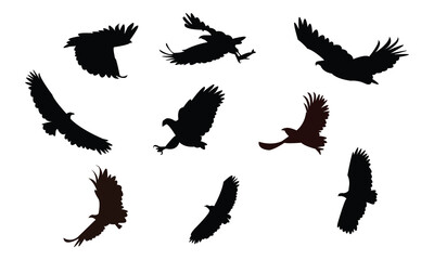 Flying African fish eagle bird Silhouette Design  And Vector Illustration. 