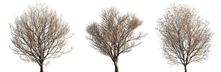 Acer pictum yellow-paint maple autumn leafless trees isolated png on a transparent background premium cutout