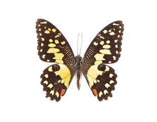 natural butterfly from collection isolated on white background