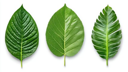 Fototapeta premium Three Different Green Leaves On White Background