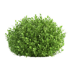 Fototapeta premium Lush Green Bush Natural Foliage Plant Life