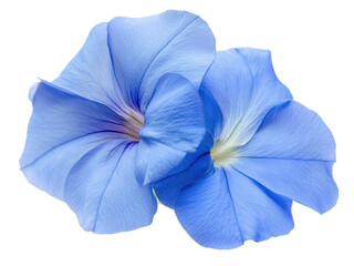 Stunning Close-Up of Two Delicate Light Blue Petunias in Full Bloom, Isolated on Transparent Background