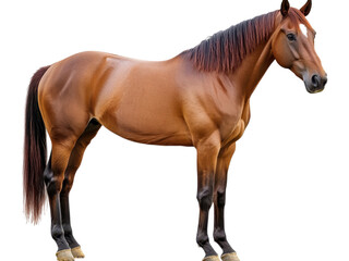 Majestic Chestnut Horse Portrait Against Transparent Background: A Stunning Equine Image