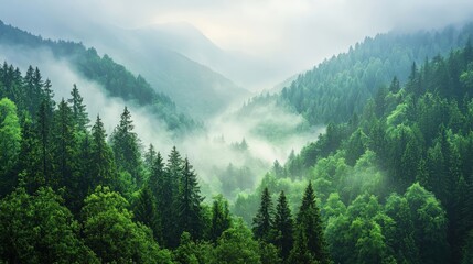Obraz premium Misty Mountain Forest Landscape Serene Nature Photography
