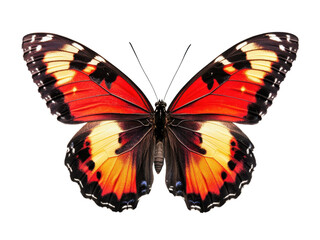 Stunning Red and Black Butterfly Wings Displaying Intricate Patterns and Vibrant Colors on a Transparent Background