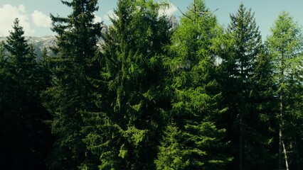 Fototapeta premium The drone takes off over the pines, revealing a view of the rocky mountains. Alpine valley from a bird's-eye view