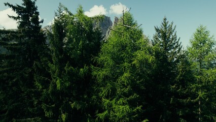 The drone takes off over the pines, revealing a view of the rocky mountains. Alpine valley from a bird's-eye view