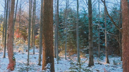 Vibrant early spring in the Beskid Mountains, with warm sunlight illuminating trees, creating a serene and peaceful forest landscape