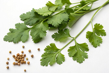Fototapeta premium Fresh coriander leaves with seeds beside them