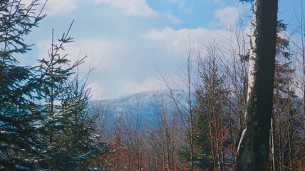Vibrant early spring in the Beskid Mountains, with warm sunlight illuminating trees, creating a serene and peaceful forest landscape