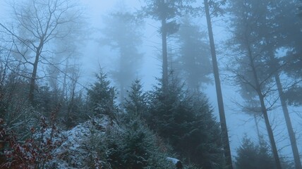 Serene winter landscape with misty bare trees, and a tranquil forest, evoking a sense of mystery and peace, perfect for themes of nature, solitude, and atmospheric beauty