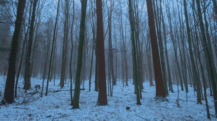Serene winter landscape with misty bare trees, and a tranquil forest, evoking a sense of mystery...