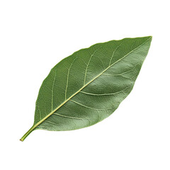 Obraz premium Bay Leaf isolated on transparent background, png