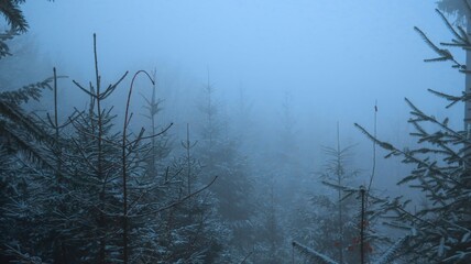 Serene winter landscape with misty bare trees, and a tranquil forest, evoking a sense of mystery...