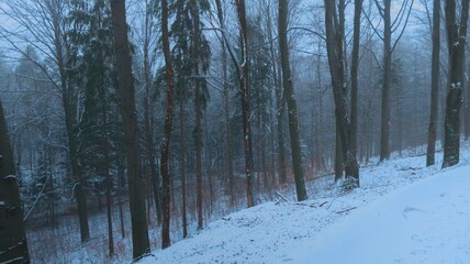Serene winter landscape with misty bare trees, and a tranquil forest, evoking a sense of mystery and peace, perfect for themes of nature, solitude, and atmospheric beauty
