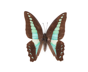 natural butterfly from collection isolated on white background