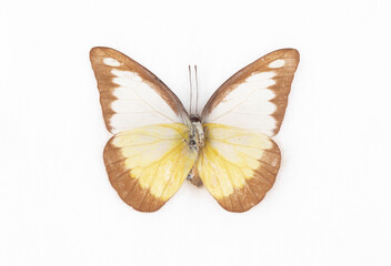 natural butterfly from collection isolated on white background
