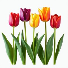 Five Colorful Red Yellow Orange Purple Tulip Flowers with Green Stems on White Background