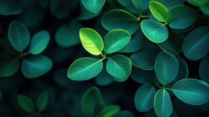 Lush green leaves close-up, dark background, vibrant foliage