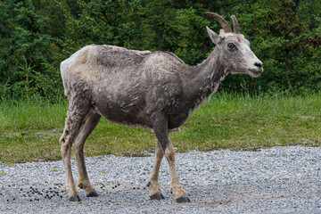 Naklejka premium A close-up image of a curious goat standing on a rocky terrain, showcasing its unique features and natural habitat within a lush green environment.