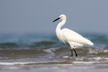 A Little Egret foraging in the shoreline