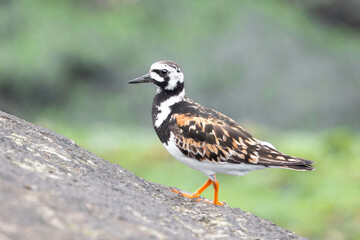 A ruddy turnstone in breeding plumage