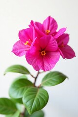 Obraz premium Close-up of vibrant pink bougainvillea flower plant on white background, vivid, isolated, bloom