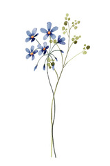 Watercolor wild flower, decorative composition, digital floral illustration. Isolated on white background. Perfectly for greeting cards, invitations, poster design.