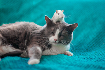 Cute white mouse sitting on the head of a fat lazy cat. Friendship of a cat and a mouse. Patient gray cat